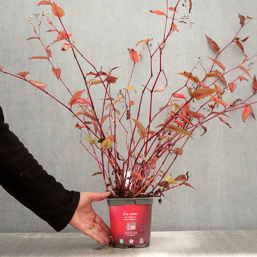 Amostra de Persicaria microcephala Red Dragon Vaso de 1,5 L/2 L tal como entregue no outono