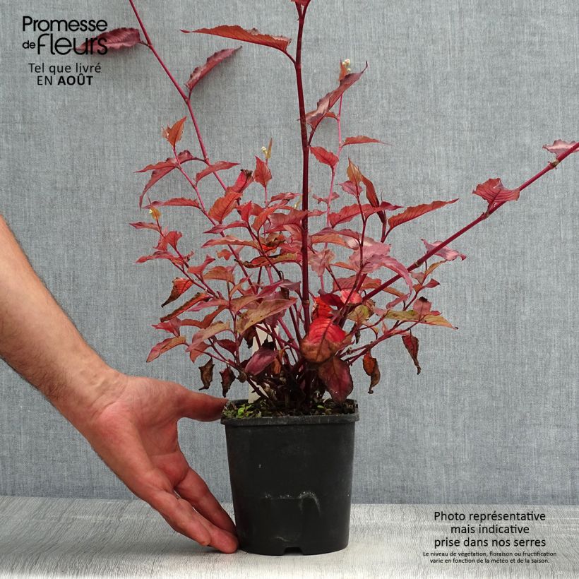Amostra de Persicaria microcephala Red Dragon Vaso de 1,5 L/2 L tal como entregue no verão