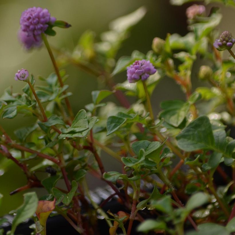 Persicaria runcinata Needhams Form (Folhagem)