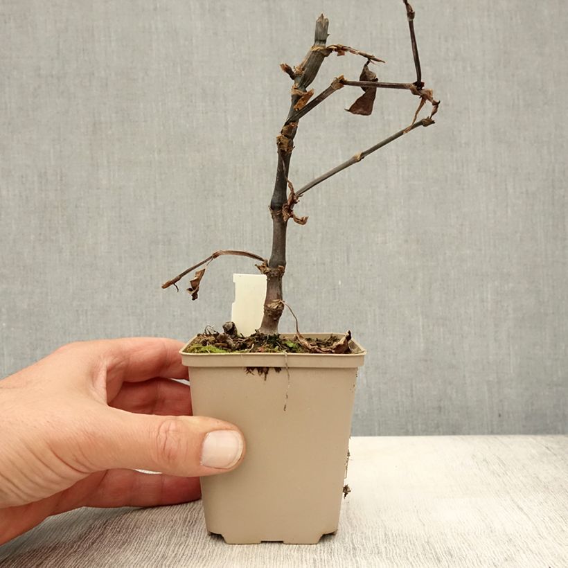Amostra de Persicaria runcinata Needhams Form Vaso de 8/9 cm tal como entregue no outono
