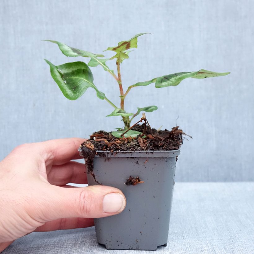 Amostra de Persicaria runcinata Purple Fantasy Vaso de 8/9 cm tal como entregue no outono