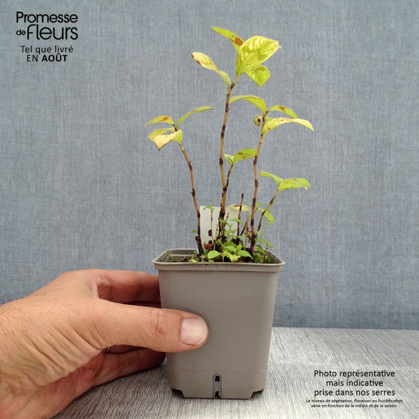 Amostra de Persicaria virginiana Lance Corporal Vaso de 8/9 cm tal como entregue no verão
