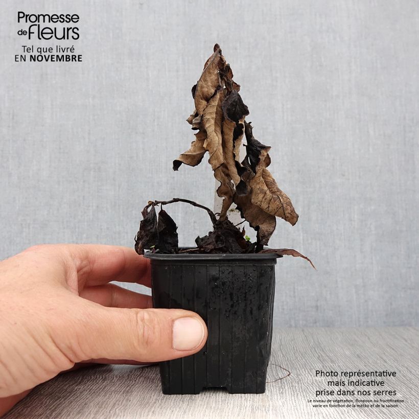 Amostra de Persicaria weyrichii Vaso de 8/9 cm tal como entregue no outono