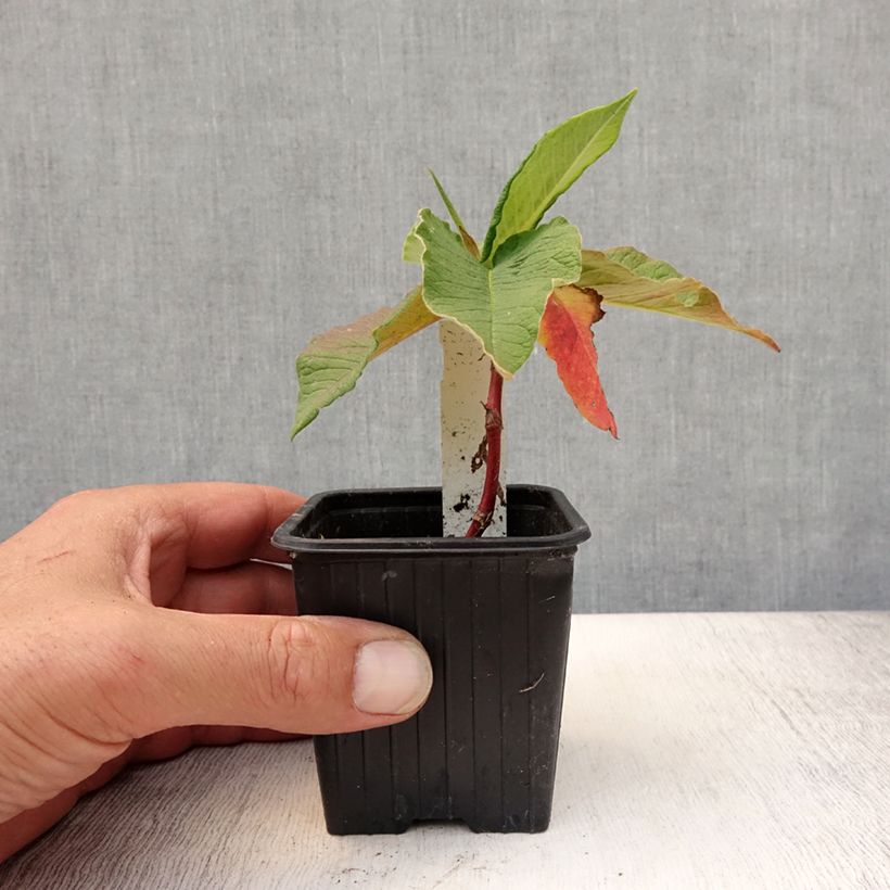 Amostra de Persicaria weyrichii Vaso de 8/9 cm tal como entregue no verão