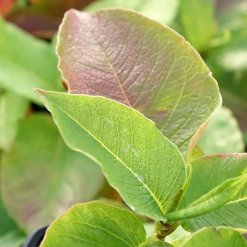 Persicaria weyrichii (Folhagem)