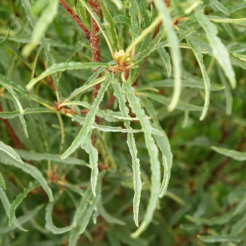 Rhamnus frangula Asplenifolia (Folhagem)