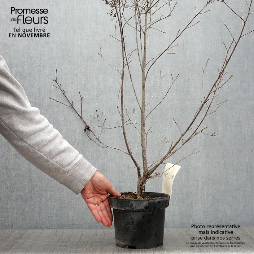 Amostra de Rhamnus frangula Asplenifolia Vaso de 2 L/3 L tal como entregue no outono