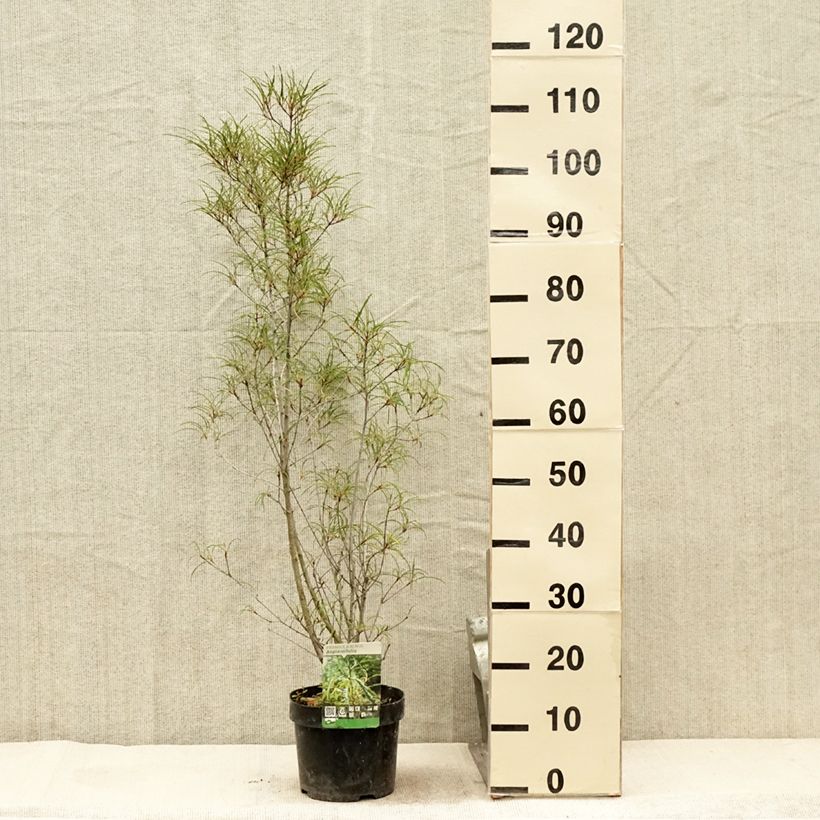 Amostra de Rhamnus frangula Asplenifolia Vaso de 2 L/3 L tal como entregue no verão