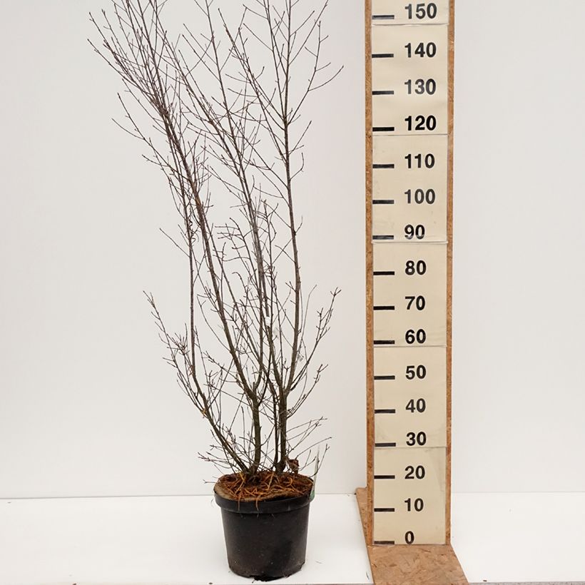 Amostra de Rhamnus frangula Asplenifolia Vaso de 7,5 L/10 L tal como entregue no outono