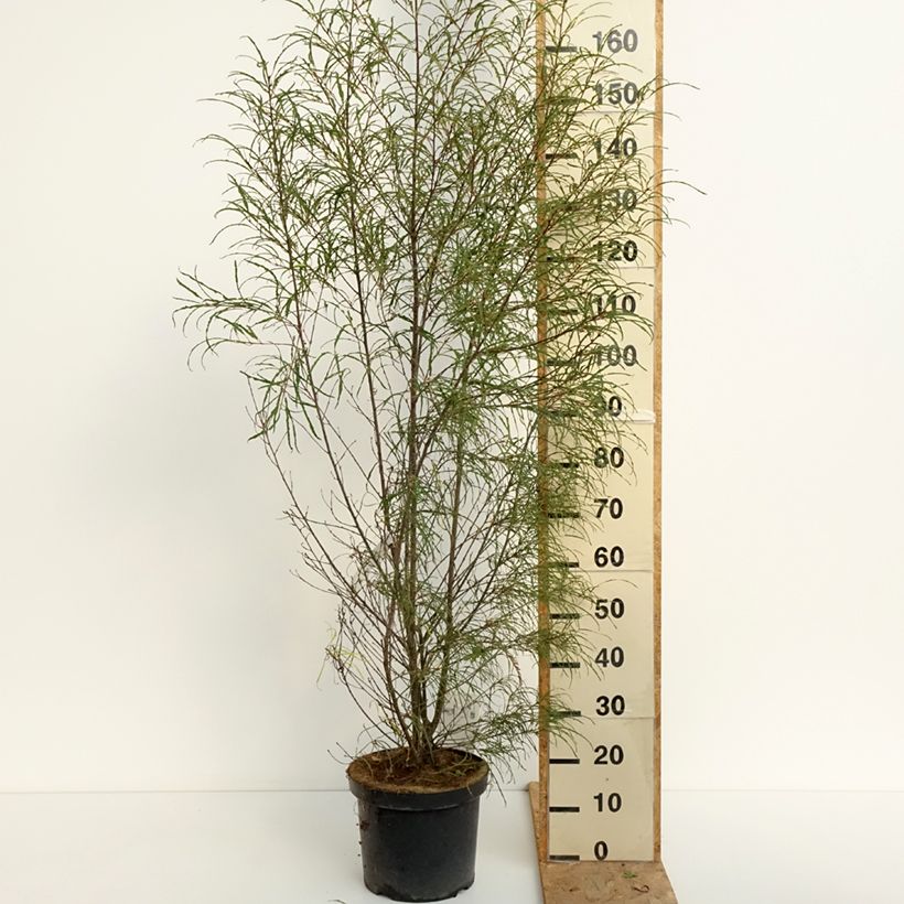 Amostra de Rhamnus frangula Asplenifolia Vaso de 7,5 L/10 L tal como entregue no verão