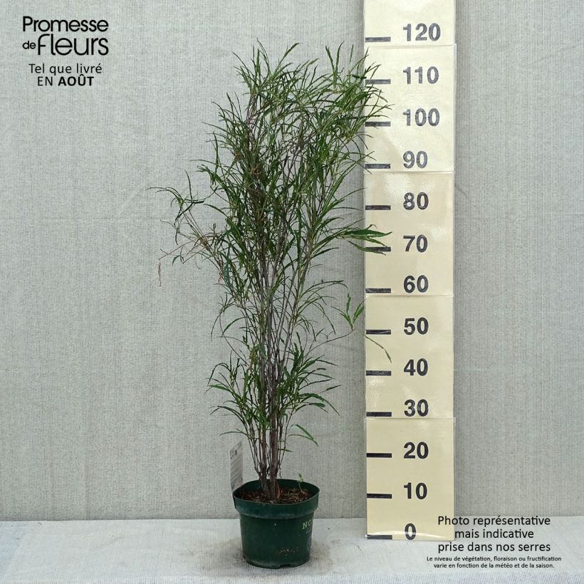 Amostra de Rhamnus frangula Fine Line Vaso de 3 L/4 L tal como entregue no verão