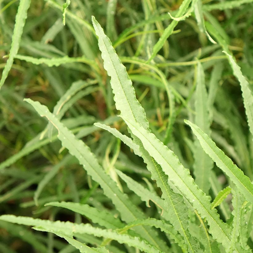 Rhamnus frangula Fine Line (Folhagem)