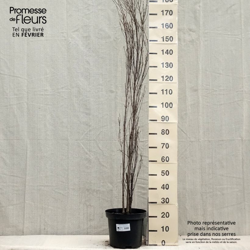 Amostra de Rhamnus frangula Fine Line - Bourdaine, Frangula alnus Vaso de 12 L/15 L tal como entregue no inverno