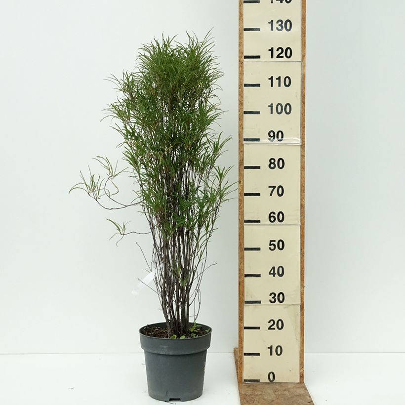 Amostra de Rhamnus frangula Fine Line Vaso de 7,5 L/10 L tal como entregue no verão
