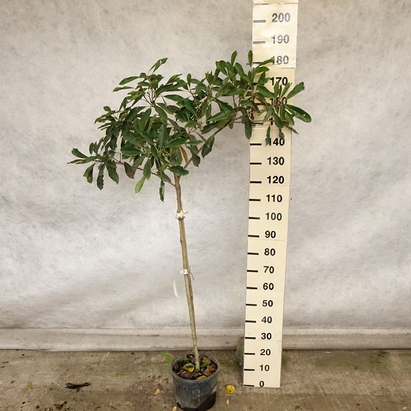 Amostra de Rhaphiobotrya Coppertone - néflier hybride Pot de 10L tige tal como entregue no outono