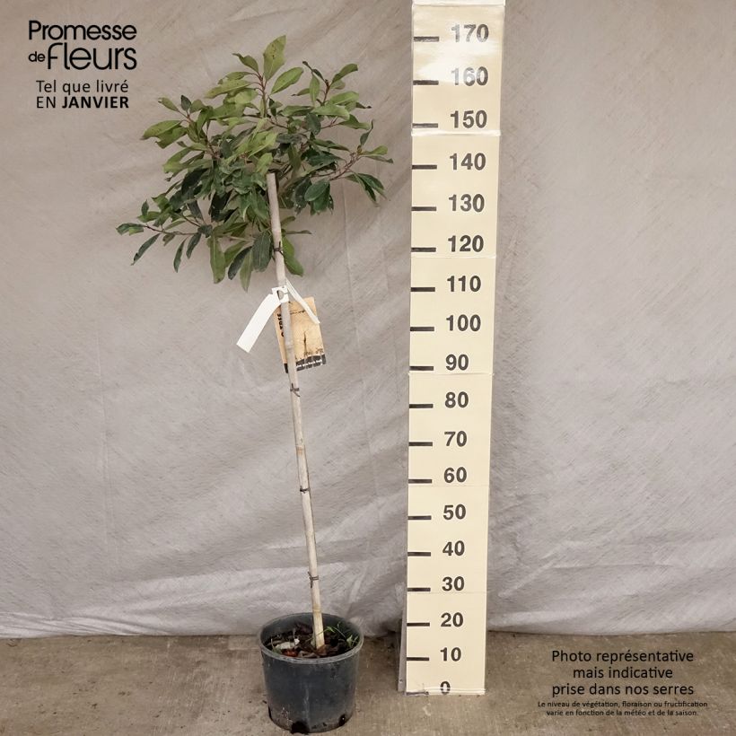 Amostra de Rhaphiobotrya Coppertone - néflier hybride Pot de 10L tige tal como entregue no inverno