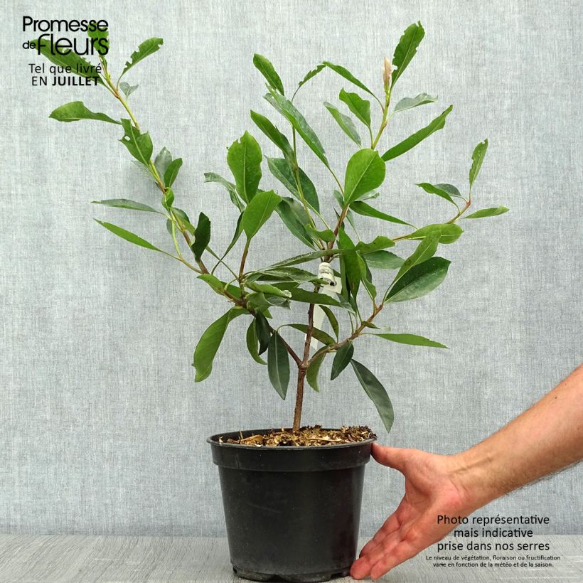 Amostra de Rhaphiobotrya Coppertone - néflier hybride Pot de 3L/4L tal como entregue no verão