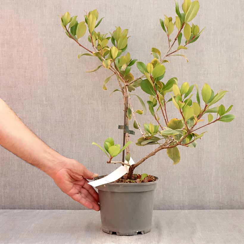 Amostra de Rhaphiolepis delacourii Coates Crimson Vaso de 2 L/3 L tal como entregue no verão