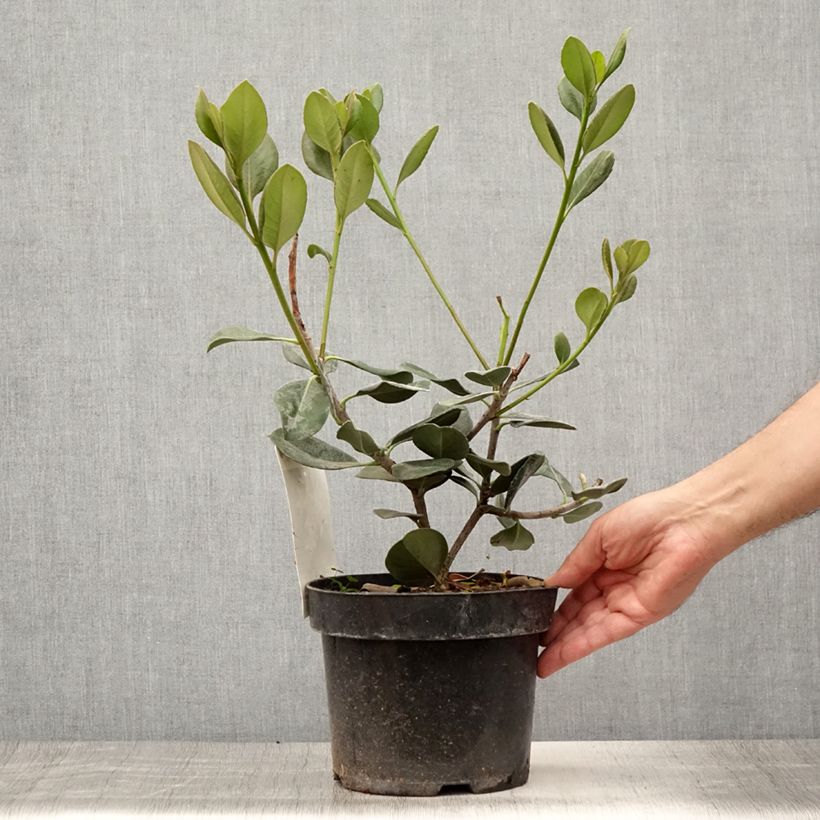 Amostra de Rhaphiolepis umbellata Vaso de 3 L/4 L tal como entregue no verão