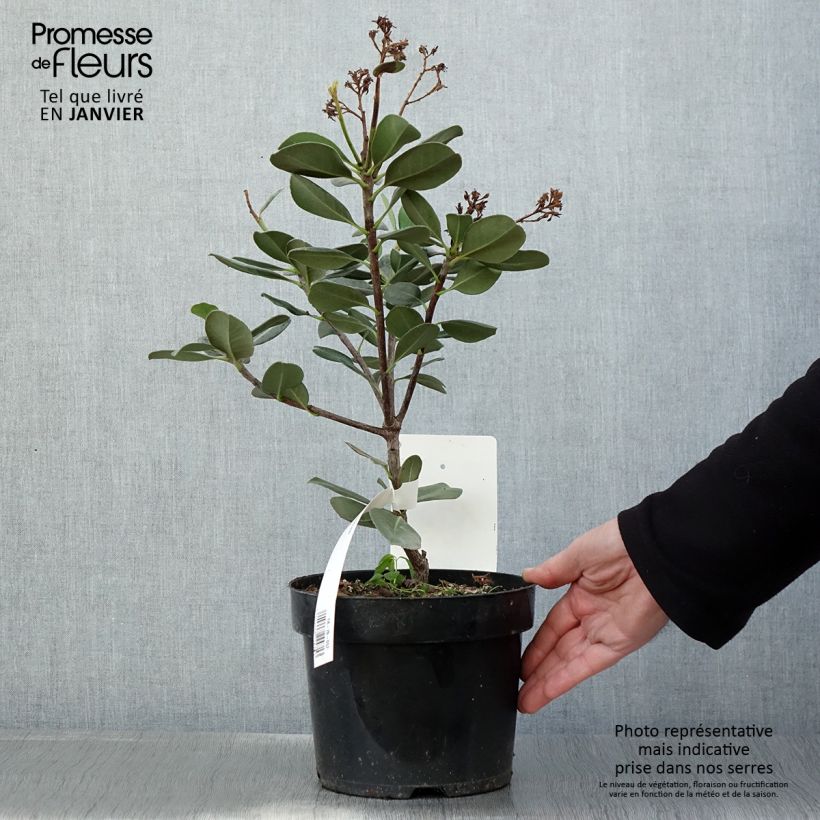 Amostra de Rhaphiolepis umbellata Vaso de 3 L/4 L tal como entregue no inverno