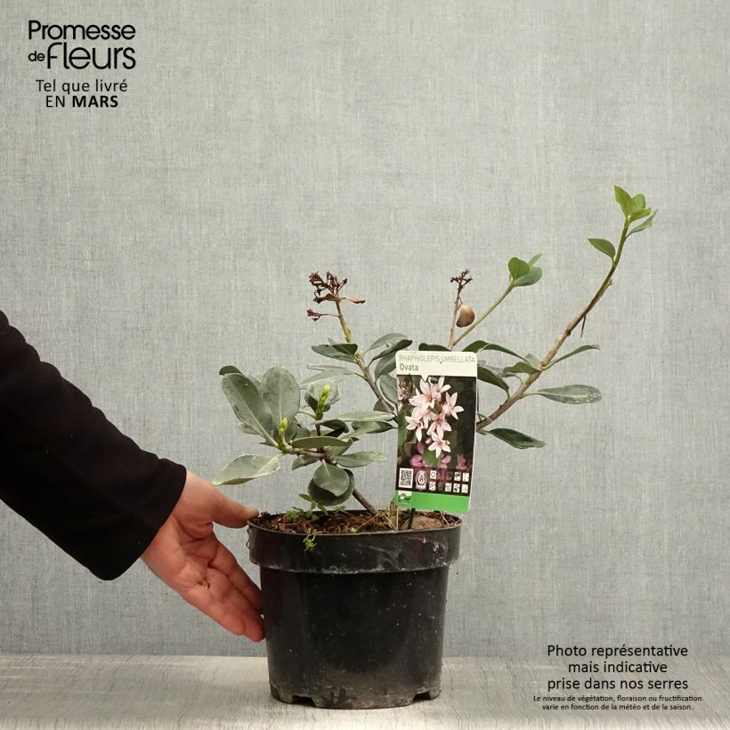 Amostra de Rhaphiolepis umbellata Vaso de 3 L/4 L tal como entregue na primavera