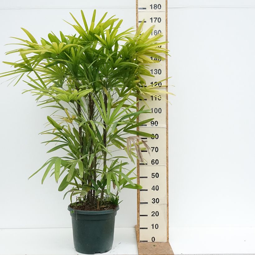 Amostra de Rhapis excelsa Vaso de 20 L/25 L tal como entregue no outono