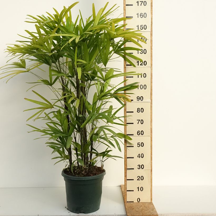 Amostra de Rhapis excelsa Vaso de 20 L/25 L tal como entregue no verão