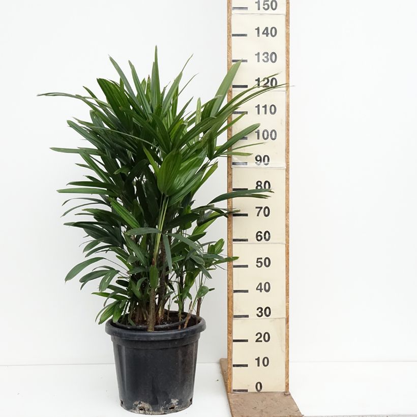 Amostra de Rhapis excelsa Vaso de 20 L/25 L tal como entregue na primavera
