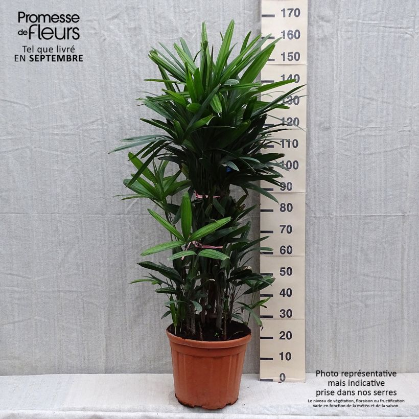 Amostra de Rhapis excelsa - Palmier bambou Vaso de 7,5 L/10 L tal como entregue no inverno