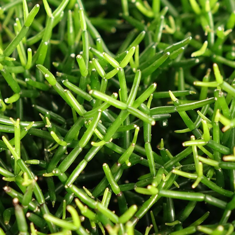 Rhipsalis baccifera - Ripsális (Folhagem)