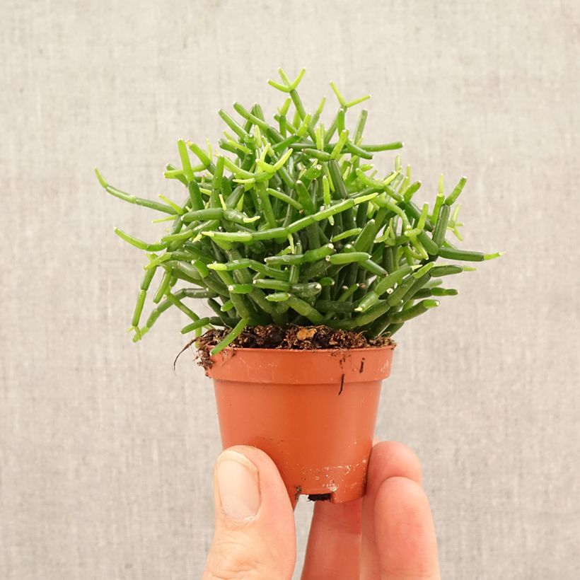 Amostra de Rhipsalis baccifera - Ripsális Miniplanta tal como entregue na primavera