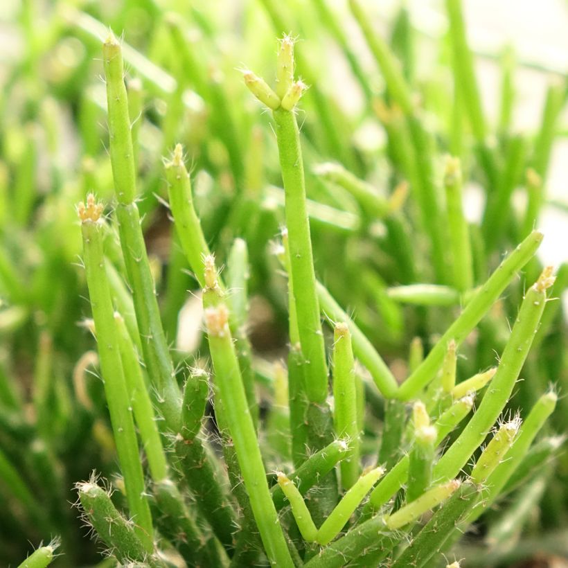 Rhipsalis burchellii - Ripsális (Folhagem)