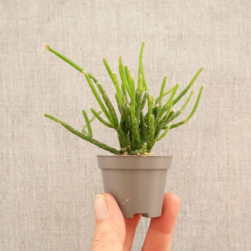 Amostra de Rhipsalis burchellii - Ripsális Miniplanta tal como entregue na primavera