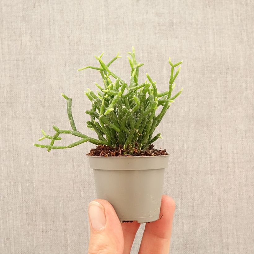 Amostra de Rhipsalis cereuscula - Ripsális Miniplanta tal como entregue na primavera