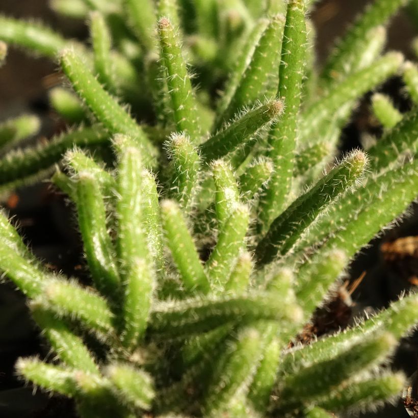 Rhipsalis horrida - Ripsális (Folhagem)