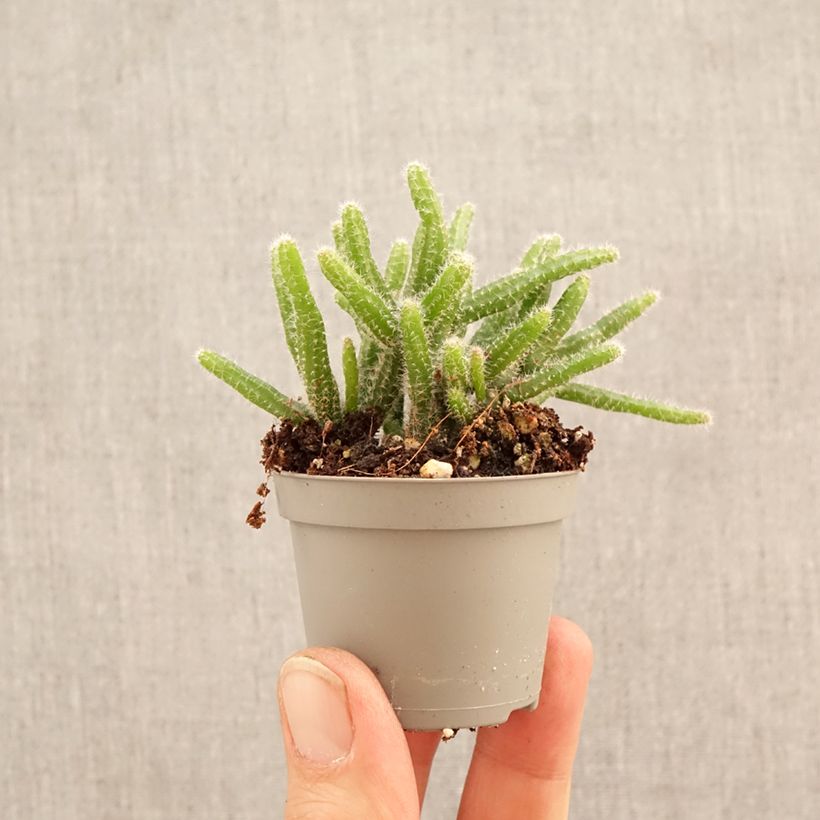 Amostra de Rhipsalis horrida - Ripsális Miniplanta tal como entregue na primavera