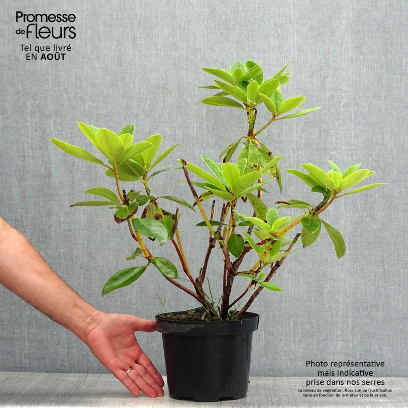 Amostra de Rhododendron Albert Schweitzer Vaso de 4 L/5 L tal como entregue no verão