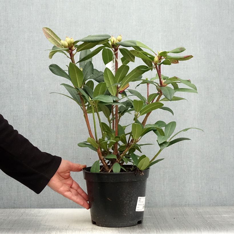 Amostra de Rhododendron Alfred Vaso de 4 L/5 L tal como entregue na primavera