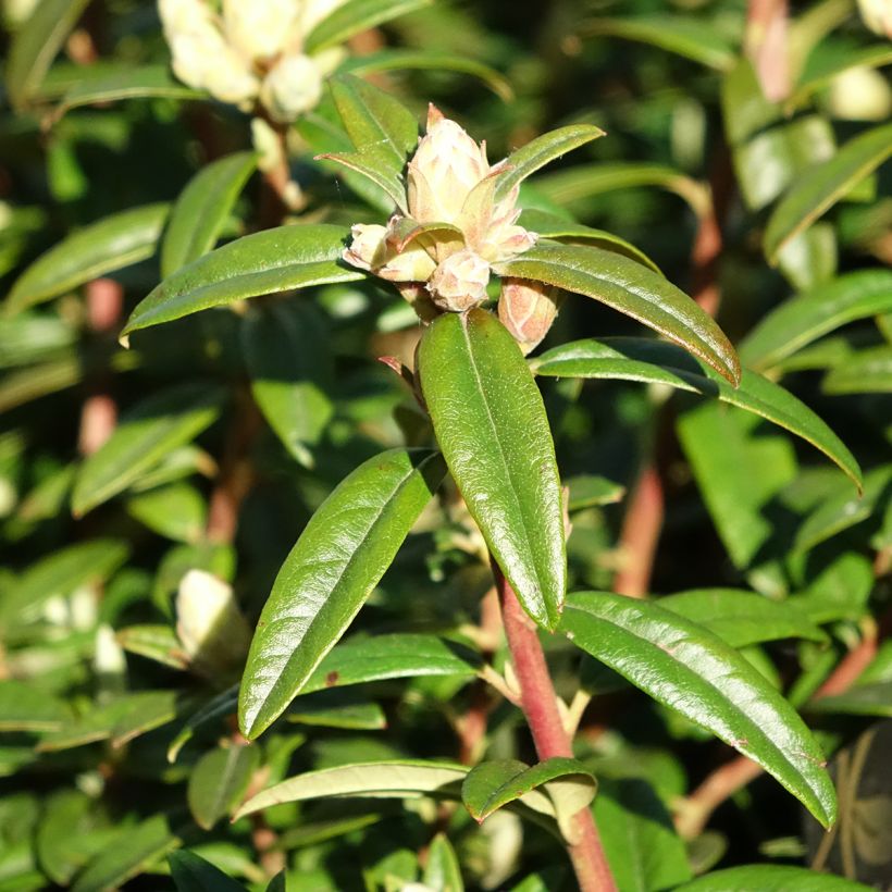 Rhododendron  Artic Tern - Rododendro Anão (Folhagem)