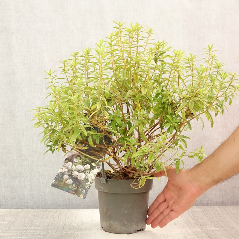 Amostra de Rhododendron  Artic Tern - Rododendro Anão Vaso de 2 L/3 L tal como entregue no verão
