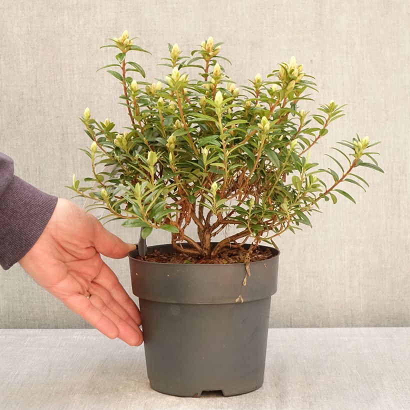 Amostra de Rhododendron  Artic Tern - Rododendro Anão Vaso de 2 L/3 L tal como entregue na primavera