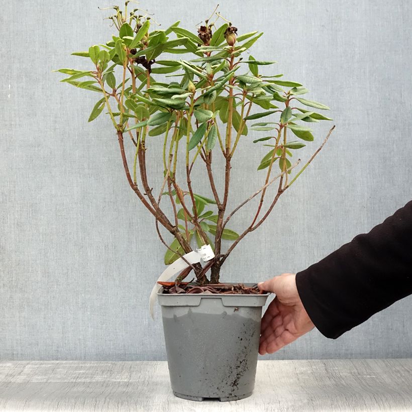Amostra de Rhododendron Bernstein - Rododendro Anão Vaso de 4 L/5 L tal como entregue no outono
