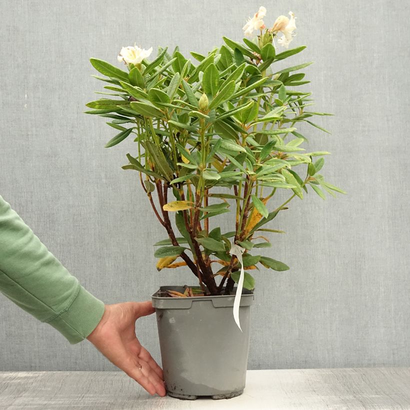 Amostra de Rhododendron Bernstein - Rododendro Anão Vaso de 4 L/5 L tal como entregue no verão