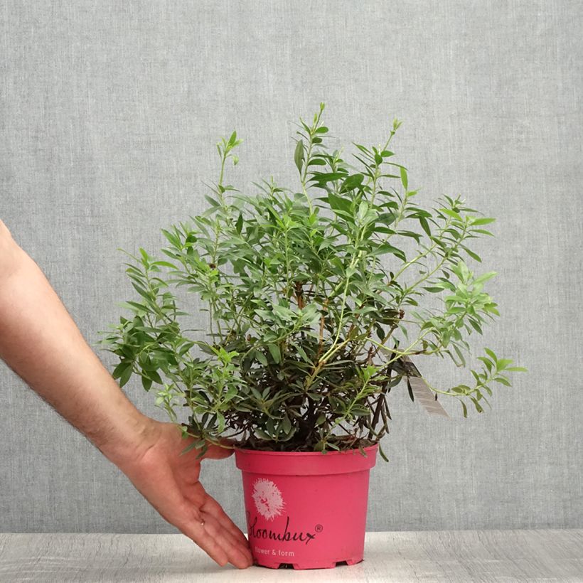 Amostra de Rhododendron INKARHO Bloombux Magenta - Rododendro Anão Vaso de 2 L/3 L tal como entregue no verão
