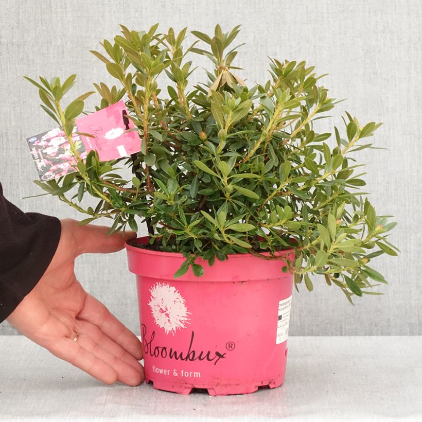 Amostra de Rhododendron Bloombux Magenta Vaso de 2 L/3 L tal como entregue no inverno