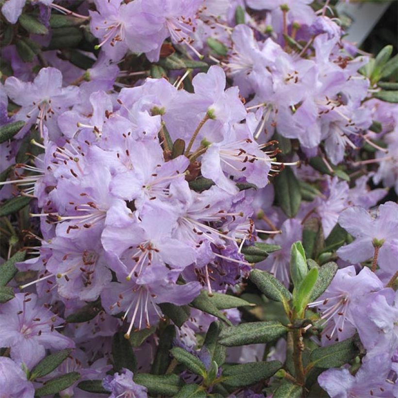 Rhododendron Blue Silver - Rododendro Anão (Floração)