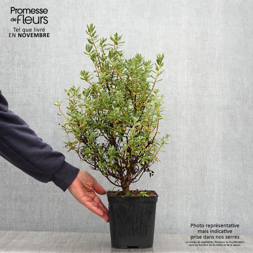 Amostra de Rhododendron Blue Silver - Rododendro Anão Vaso de 3 L/4 L tal como entregue no outono