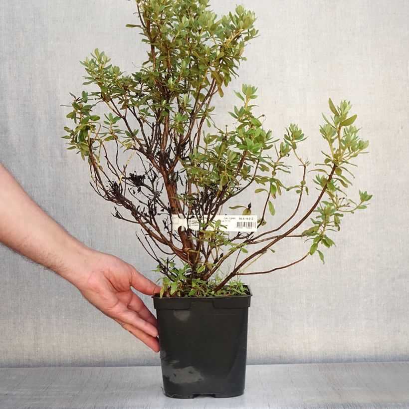 Amostra de Rhododendron Blue Silver - Rododendro Anão Vaso de 3 L/4 L tal como entregue no verão