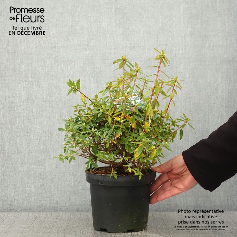 Amostra de Rhododendron Blue Tit - Rododendro Anão Vaso de 2 L/3 L tal como entregue no outono
