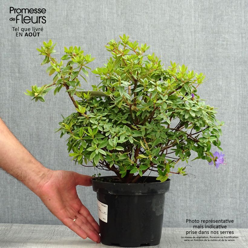 Amostra de Rhododendron Blue Tit - Rododendro Anão Vaso de 2 L/3 L tal como entregue no verão